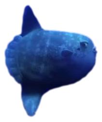 マンボウのチャーリー